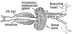 Diagram labeling siphon, intestine, nidamental gland, accessory nidamental gland, renal pore, and branchial heart.