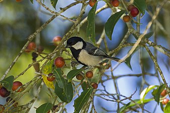 Une mésange indienne