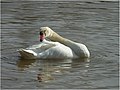 Ficheiro:Cisne en Oleiros 2.jpg