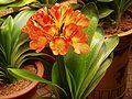 Miniatura para Clivia