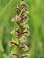 L'orchis grenouille