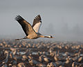 Common crane in flight