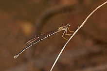 Copera marginipes-Kadavoor-2016-11-11-003.jpg