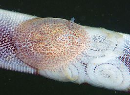 Corambe pacifica