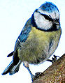 Cyanistes caeruleus I.jpg