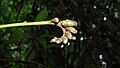 Inflorescence de Raputia aromatica.