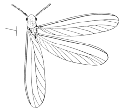 Fig. 3.—Adult Winged Termite: T. nemorosus; wings of the right-hand side expanded.