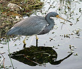 Egretta tricolor