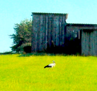 Storch vor alter Feldscheune