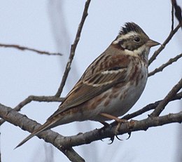 Šiaurinė starta (Emberiza rustica)