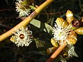 Eucalyptus gracilis flowers