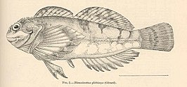 Clinocottus globiceps