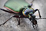 Miniatura para Calosoma scrutator