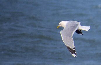 Vliegbeeld met aaneengesloten witte vlek in zwarte vleugelpunt