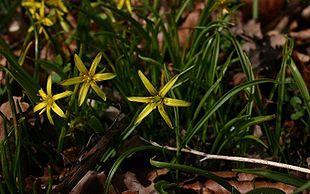 Almindelig Guldstjerne (Gagea lutea) er etkortvarigt, men smukt indslag i skovbundsfloraen.