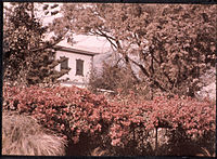 Zahrady u domu admirála, Madeira, asi 1910