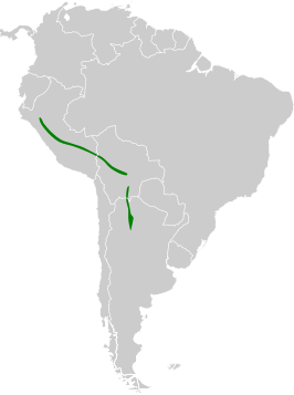 Boliviaanse dwerguil