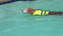 File:Golden retriever swimming the doggy paddle.webm