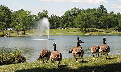 Gansos do Canadá no parque