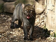 Herpailurus yagouaroundi Jaguarundi ZOO Děčín.jpg