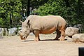 코뿔소, 서울대공원 2014년 5월 10일
