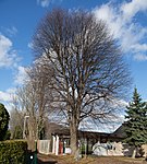 Winterlinde (Tilia cordata)