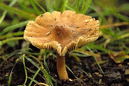 Dėmėtoji plaušabudė (Inocybe maculata)