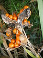 Iris foetidissima fruits