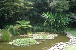 Miniatura para Jardín botánico Francisco Javier Clavijero