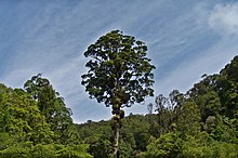 Kaitoke Tree.jpg