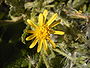 Kleverig kruiskruid (Senecio viscosus)