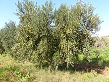 Оливковое дерево Коронейки в Тунисе.jpg
