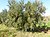 Оливковое дерево Коронейки в Тунисе.jpg