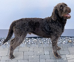 Labradoodle