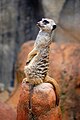 Meerkat featured at Cameron Park Zoo