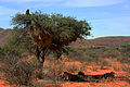 Babuínos refuxiados nunha árbore debido ao acoso por leóns do Kalahari (1 de 3)