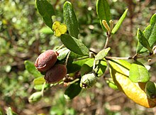 Fruit of Lithomyrtus obtusa