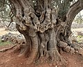 Stamm eines 2000 Jahre alten Olivenbaums (Olea europaea) im Naturreservat Olive-Gardens in Lun