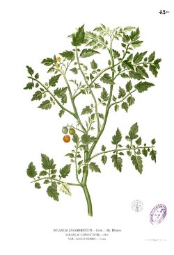 Lycopersicum philippinarum Blanco1.43b.jpg