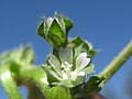 Malva parviflora (bloem)