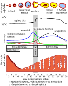 Menstruační cyklus