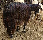 a long-haired black goat
