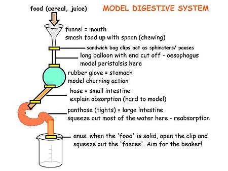 Diagram of the digestive system model