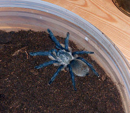 Monocentropus balfouri