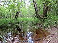 Moorwälder im Naturschutzgebiet Ohligser Heide, Solingen Ohligs