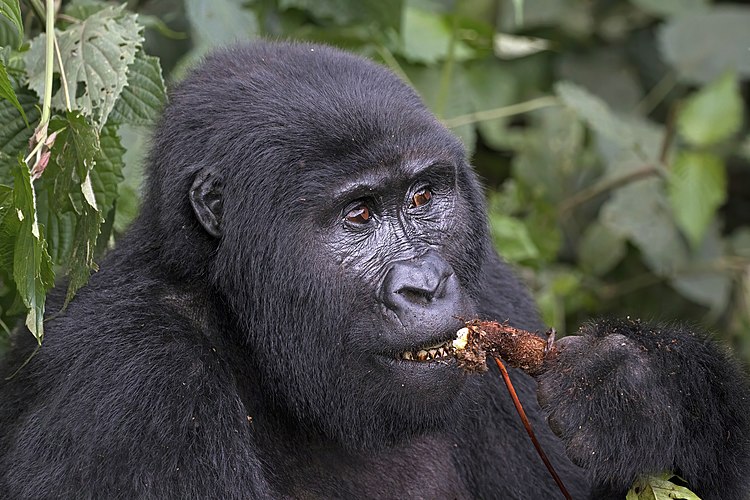 Самка горной гориллы (Gorilla beringei beringei) поедает коренья