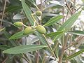 Plody afrického olivovníku Olea lancea