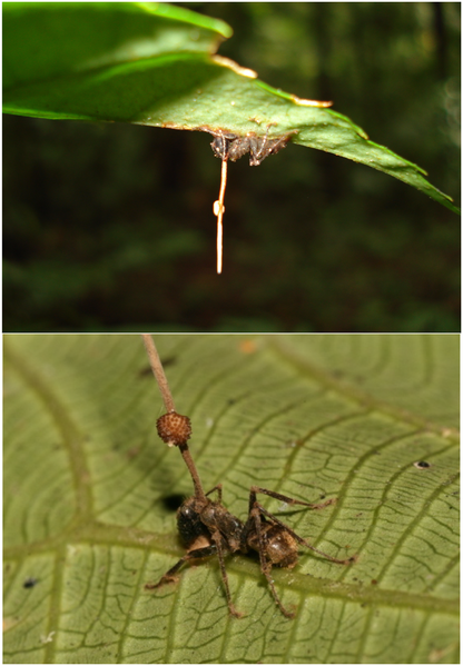 Dead ants infected with Ophiocordyceps unilateralis