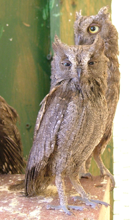 Füleskuvik (Otus scops)