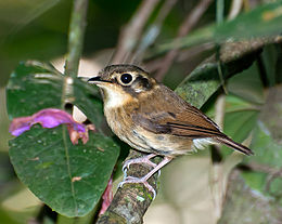 Fehértorkú királykatirannusz (Platyrinchus mystaceus)